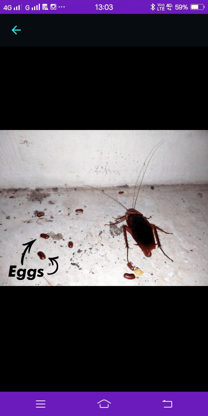 Pre-Construction Anti-Termite Services